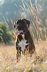 sitting German Boxer