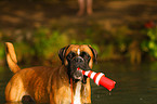 German Boxer Portrait