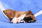 German Boxer Puppy