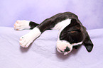 German Boxer Puppy