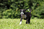 German Boxer Puppy