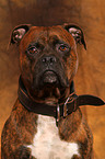 German Boxer Portrait