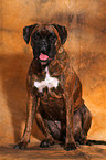 sitting German Boxer