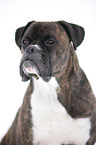 Boxer Portrait