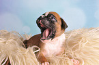 German Boxer Puppy