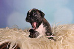 German Boxer Puppy