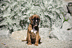 German Boxer Puppy