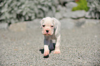 German Boxer Puppy