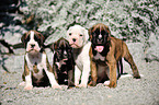 German Boxer Puppies