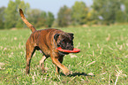 fetching German Boxer