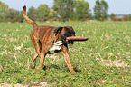 fetching German Boxer