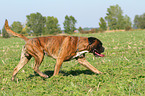 walking German Boxer