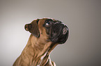 German Boxer Portrait