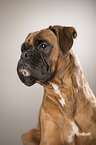 German Boxer Portrait