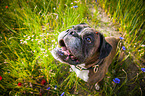 sitting German Boxer