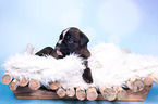 German Boxer Puppy