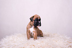 German Boxer Puppy