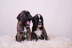 German Boxer Puppies