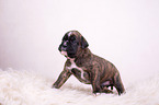 German Boxer Puppy