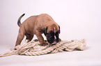 German Boxer Puppy