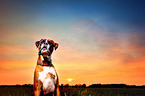 German Boxer Portrait