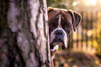 German Boxer Portrait