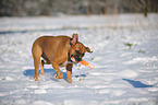 playing German Boxer