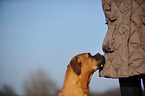 German Boxer Portrait