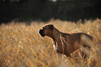 standing German Boxer