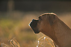 German Boxer Portrait