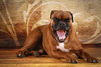 yawning German Boxer