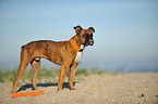 standing German Boxer