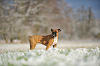 standing German Boxer