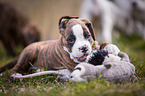 German Boxer Puppy