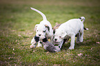 German Boxer Puppies