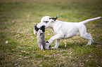 German Boxer Puppy