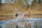 running German Boxer