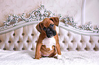 German Boxer Puppy