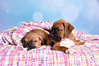 German Boxer Puppies