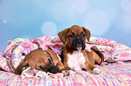 German Boxer Puppies