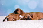 German Boxer Puppies