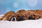 German Boxer Puppies