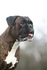 German Boxer Portrait