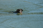 swimming German Boxer