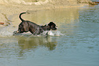 trotting German Boxer