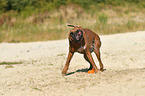 shaking German Boxer