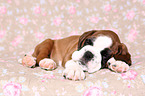 German Boxer Puppy