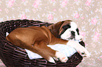 German Boxer Puppy