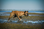 running German Boxer