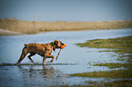 walking German Boxer